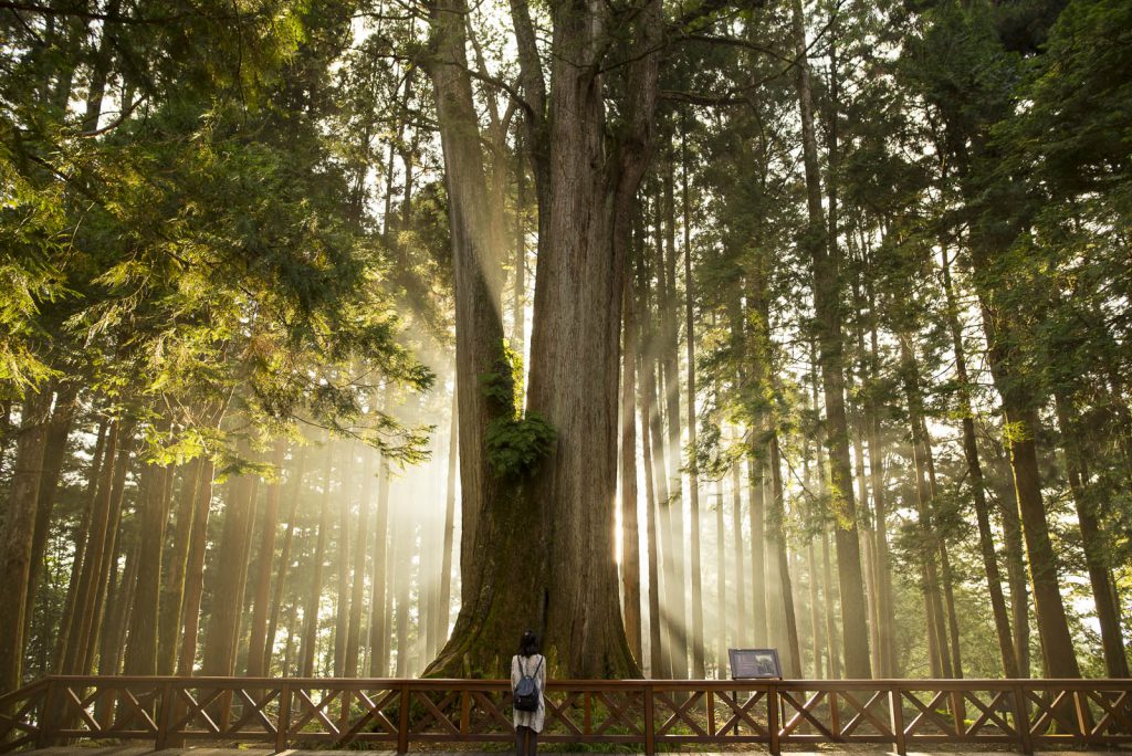 Giant tree Alishan Taiwan