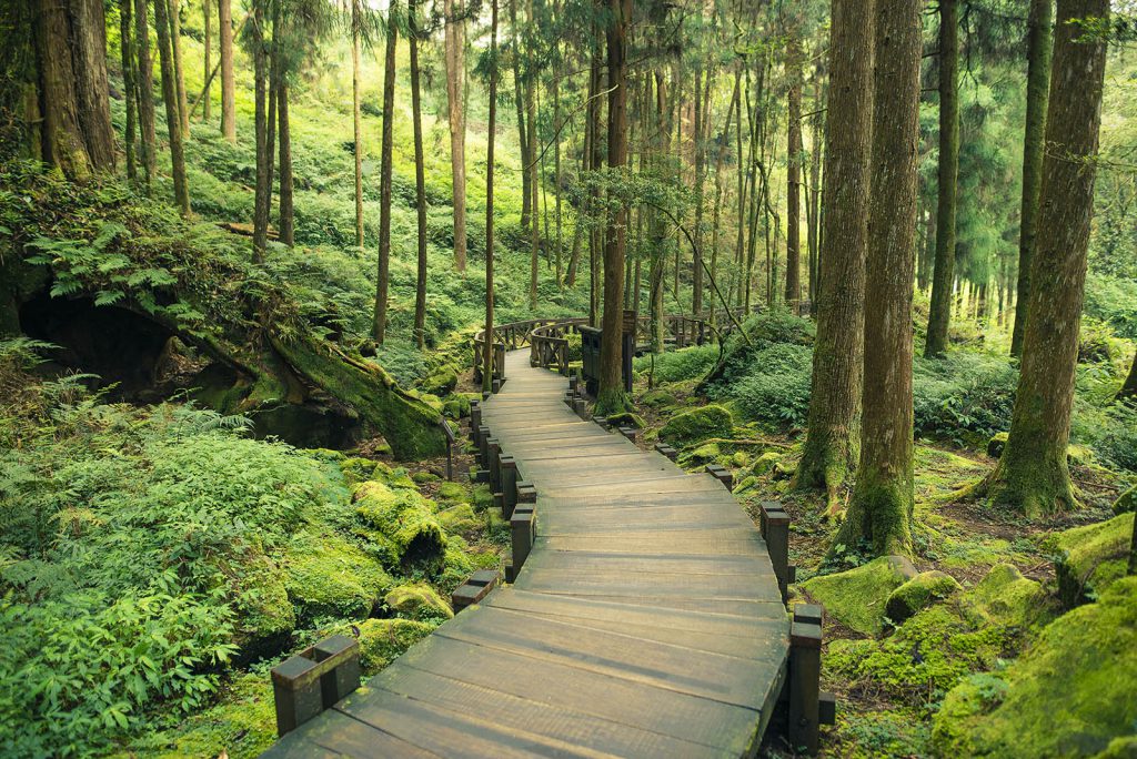 Taiwan Alishan Giant tree walk