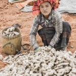 farming ginger root