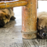 dogs in mai chau